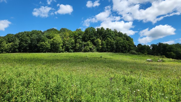 Tract 17 - Albany Woods - Meigs County, Ohio - 5.0 acres