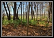 More of Hayden Run Woods
