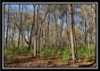 More of Hayden Run Woods