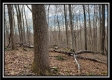More of Hidden Valley Retreat on Wayne