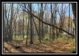 Tract 12 at Weber Walker Farm property photo