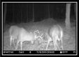 More of Tract 1 - Coon Hollow