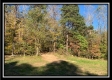More of Tract 7 - Coon Hollow