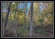 More of Tract 7 - Coon Hollow