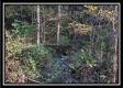 More of Tract 7 - Coon Hollow