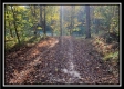 More of Tract 7 - Coon Hollow