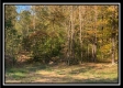 Tract 7 - Coon Hollow property photo