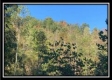 More of Coon Hollow Tract 8