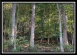 More of Coon Hollow Tract 8