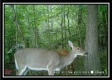 More of 10.5 Ac State Park Retreat