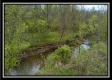 More of Whitetail Run