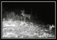 More of Whitetail Run