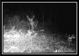 More of Whitetail Run