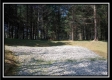 More of The Pines at Mainesville-Tract 3