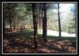 More of The Pines at Mainesville-Tract 3