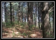 More of The Pines at Mainesville- Tract 4