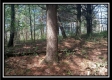 The Pines at Mainesville- Tract 4 property photo