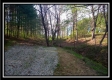 More of Tract 6 - The Pines at Mainesville