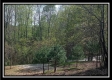 More of The Pines at Mainesville- Tract 7
