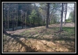 More of The Pines at Mainesville- Tract 7