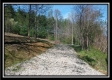 More of The Pines at Mainesville- Tract 7