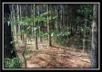 More of The Pines at Mainesville- Tract 7
