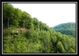 More of Flat Lick Forest