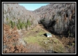 More of Flat Lick Forest