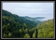 More of Flat Lick Forest
