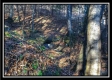 Flat Lick Forest property photo