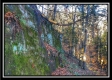 Flat Lick Forest property photo