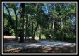 More of Tract 1 - The Woods at Mans Fork Creek