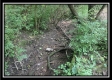 More of Tract 4 - Egypt Pike Farm