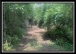 More of Tract 4 - Egypt Pike Farm