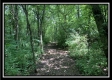 More of Tract 7 - Egypt Pike Farm