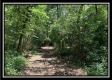 More of Tract 7 - Egypt Pike Farm