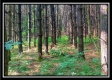 More of Pines at Mainesville Retreat