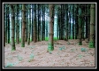 More of Pines at Mainesville Retreat
