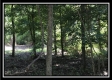 More of Tract 9 - The Woods at Wheelabout Creek