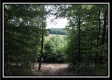 More of Tract 12 at The Woods at Wheelabout Creek