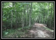 More of Tract 12 at The Woods at Wheelabout Creek