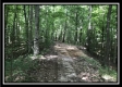 More of Tract 12 at The Woods at Wheelabout Creek