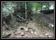 More of The Woods at Wheelabout Creek - Tract 14