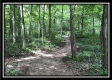 More of The Woods at Wheelabout Creek - Tract 14
