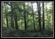 More of Tract 6 - The Woods at Wheelabout Creek