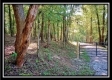 More of Tract 4 - Longhenry Ponds