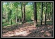 More of Tract 4 - Longhenry Ponds