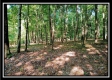 More of Tract 4 - Longhenry Ponds