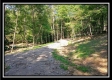 More of Tract 4 - Longhenry Ponds