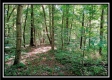 More of Tract 4 - Longhenry Ponds